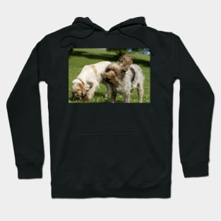 Head Shake Spinone Hoodie